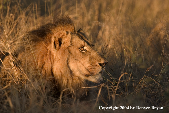 Male African lion in habitat. Africa