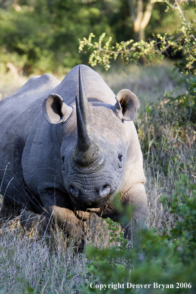 Black rhino in Africa.