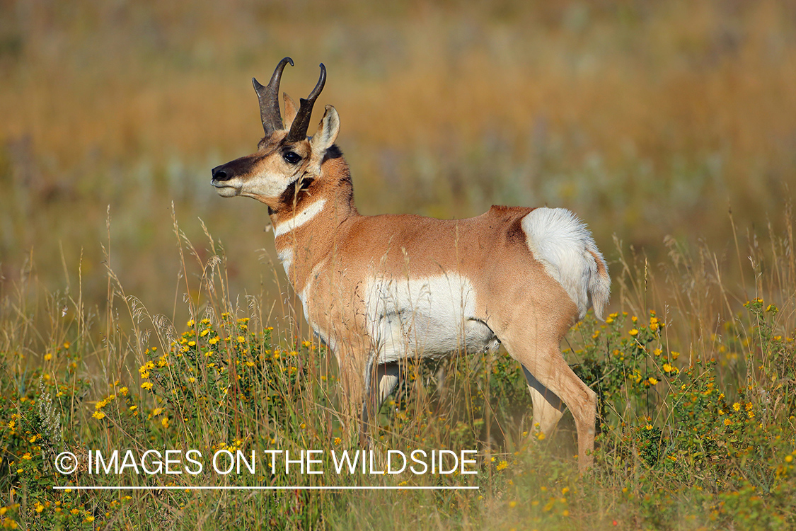 Pronghorn Antelope buck in habitat.