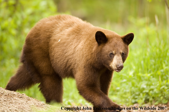 Black bear (brown-phase)