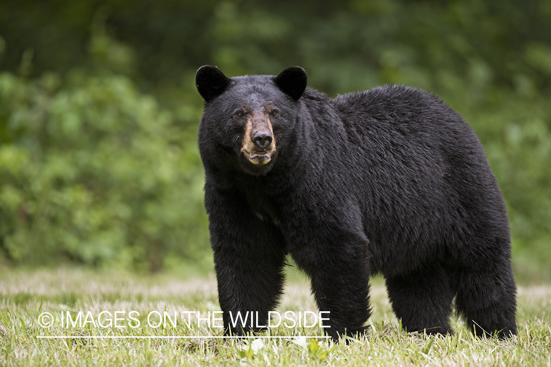 Black Bear in habitat. 