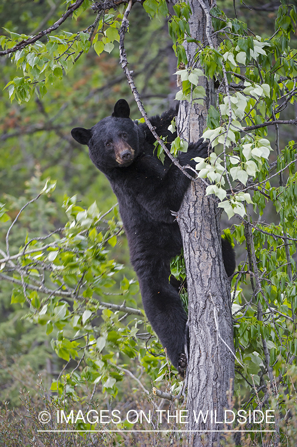 Black bear climbing tree.