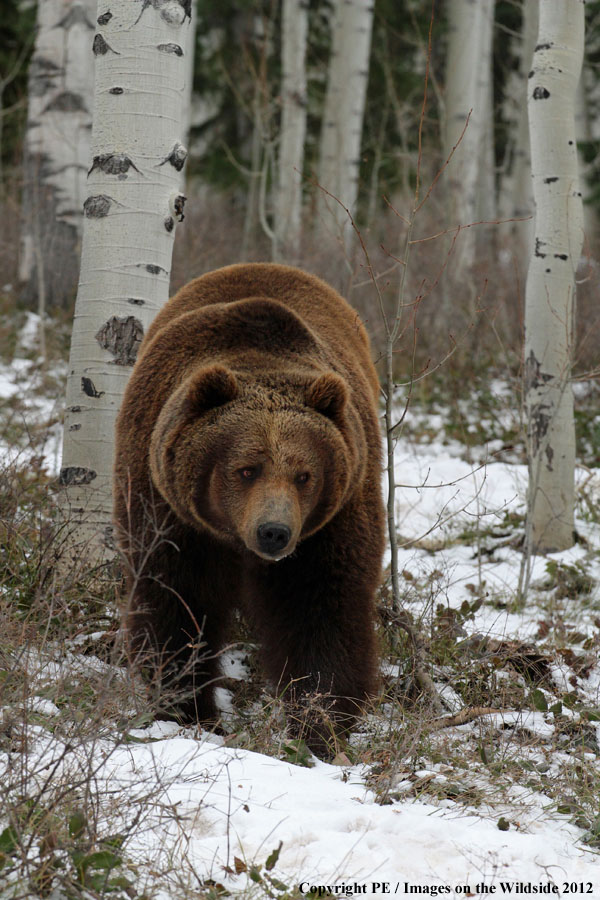 Grizzly Bear in habitat.