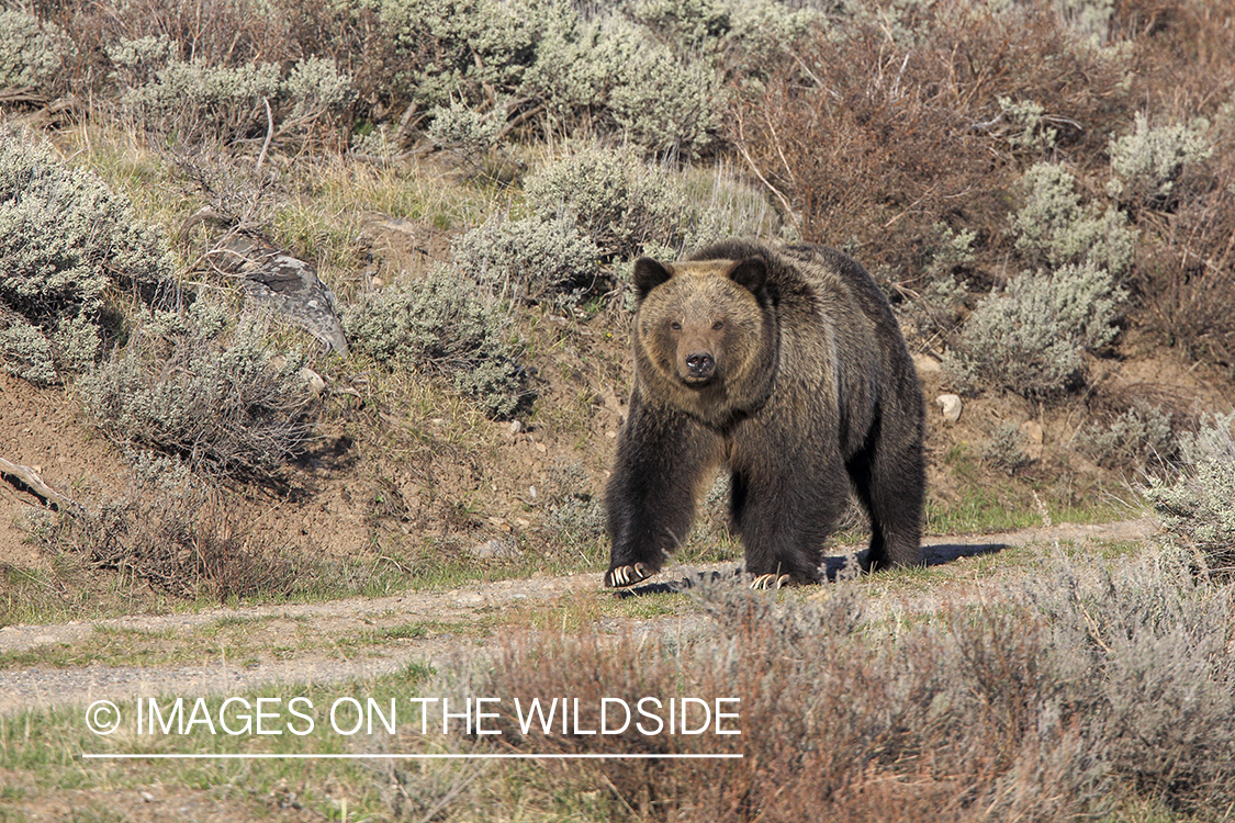 Grizzly Bear in habitat.