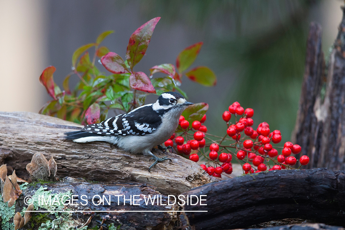 Downy woodpecker in habitat.