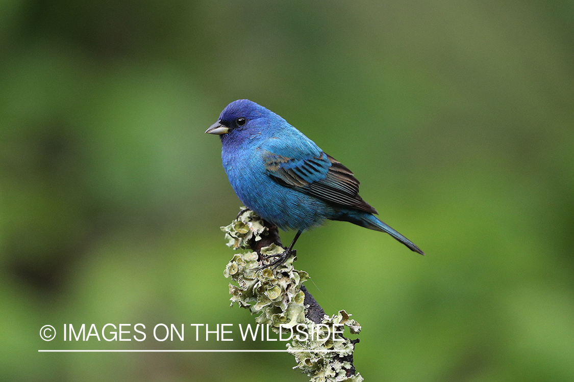 Indigo bunting in habitat.