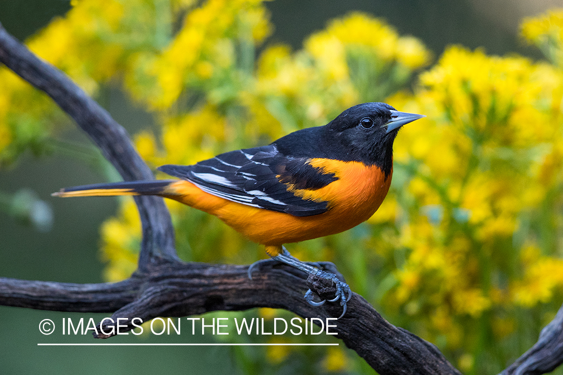 Baltimore Oriole on branch.