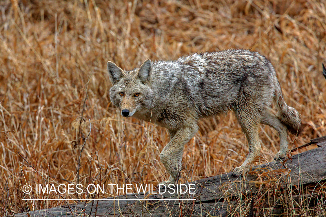 Coyote in habitat.