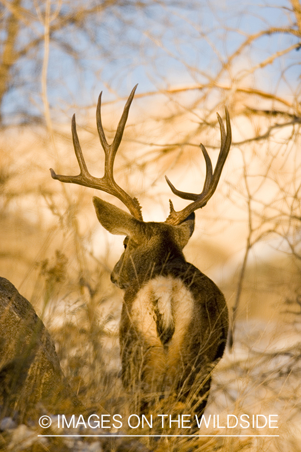 Mule deer in habitat.