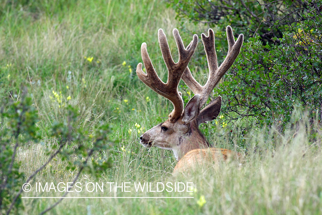 Mule deer buck in habitat. 