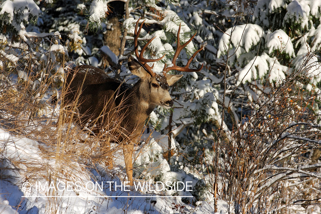 Mule deer buck in habitat. 