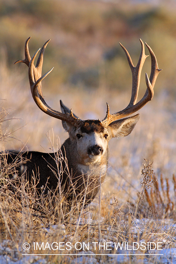 Mule Deer buck in habitat.