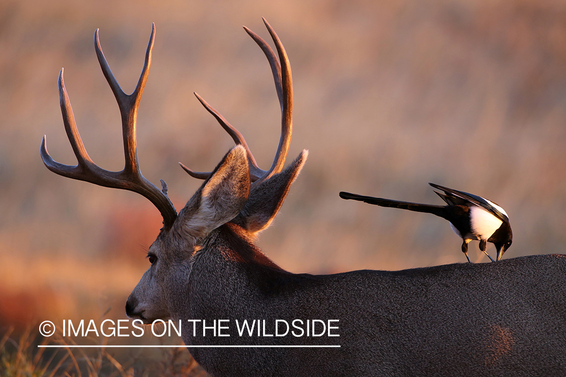 Mule deer buck with magpie.