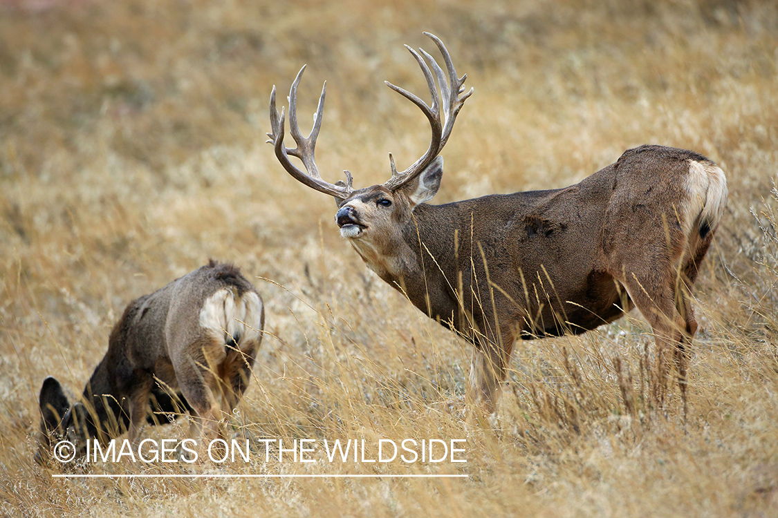 Mule deer buck lip curling with doe. 