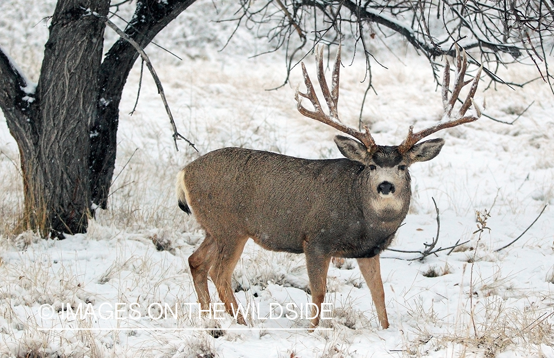 Mule deer buck in snow.