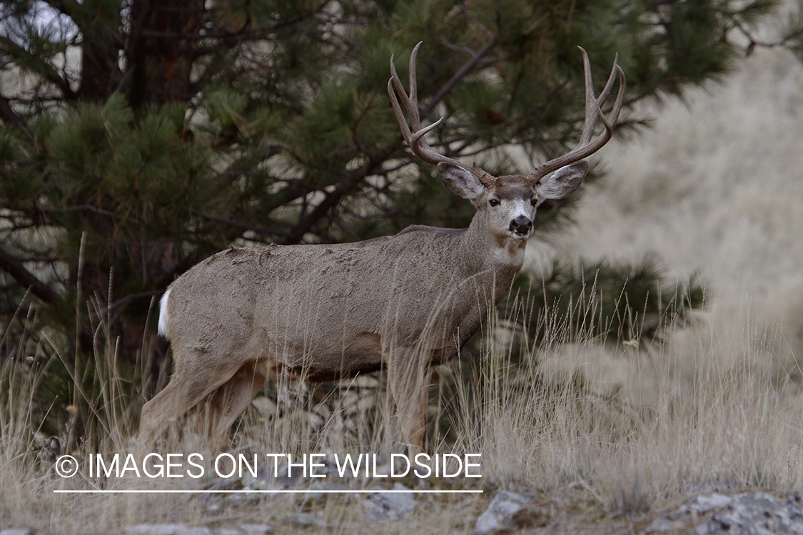 Mule deer buck in field.