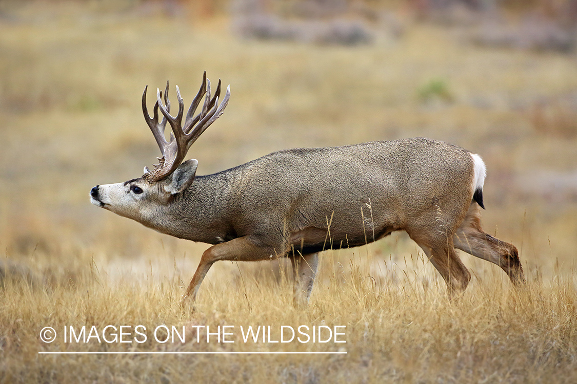 Mule deer buck in winter field.