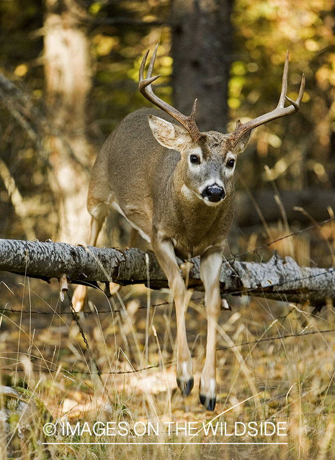 White-tailed deer jumping fence