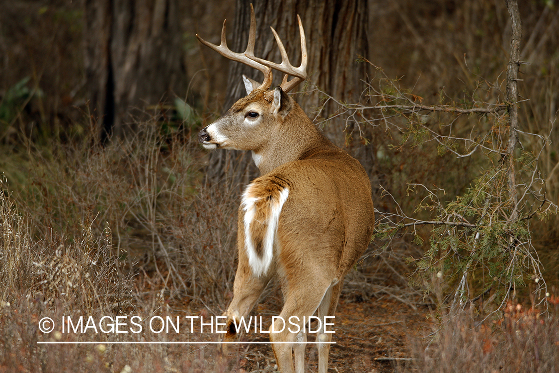 Whitetail Buck