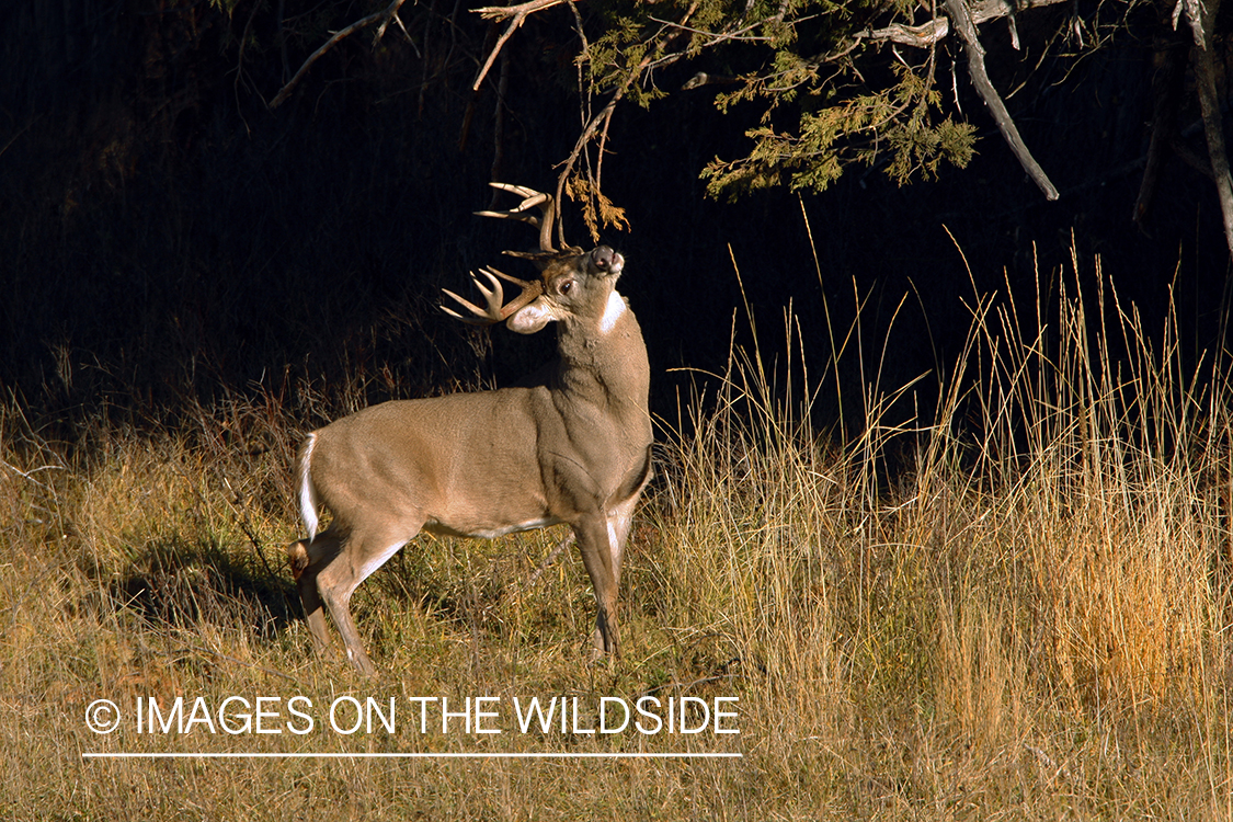 Whitetail Buck in Rut