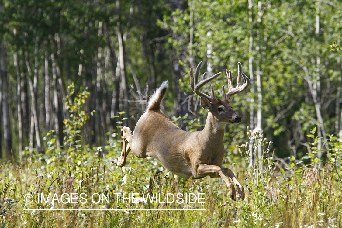 Whietail buck in velvet