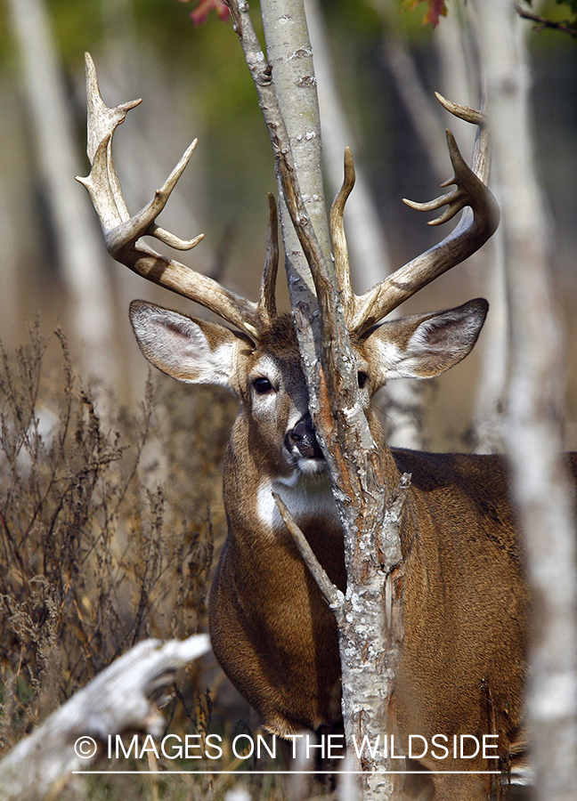 Whitetail buck in habitat