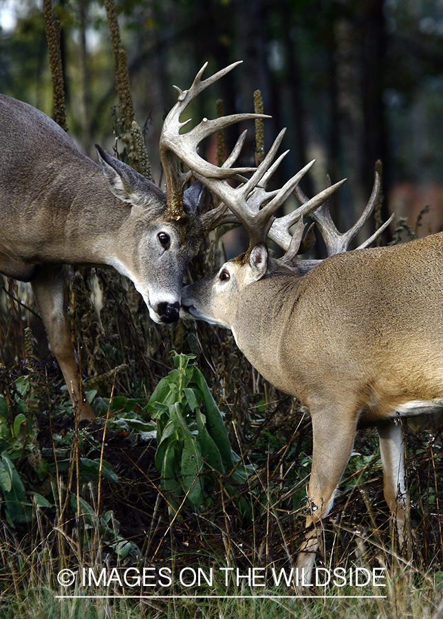 Whitetail bucks in habitat