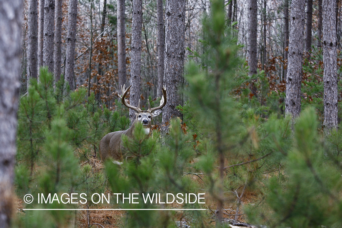 Whitetail buck in habitat