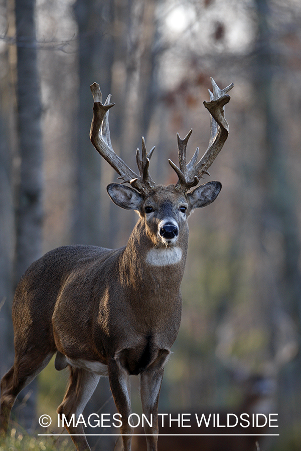 Whitetail buck in habitat.