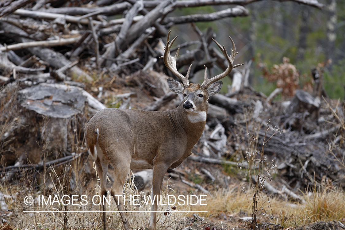 Whitetail buck in habitat.