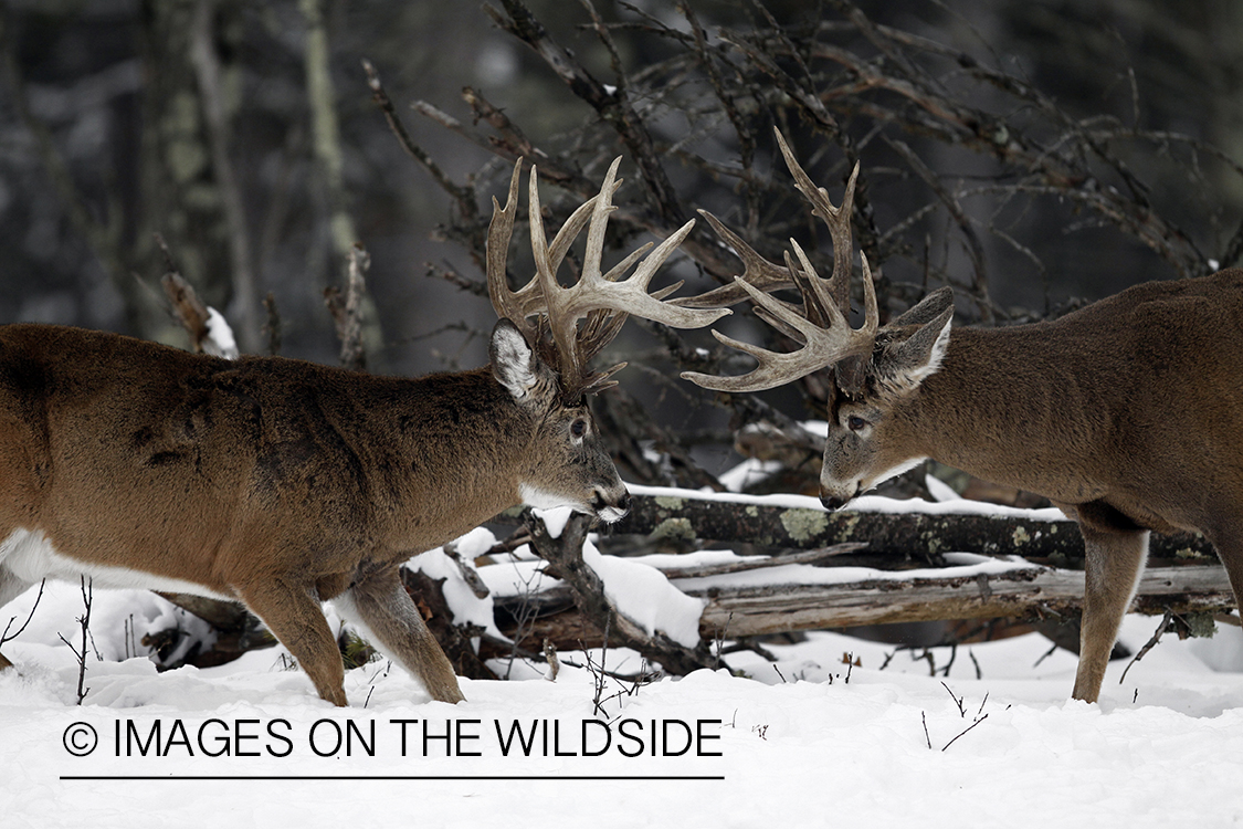 White-tailed buck in habitat.