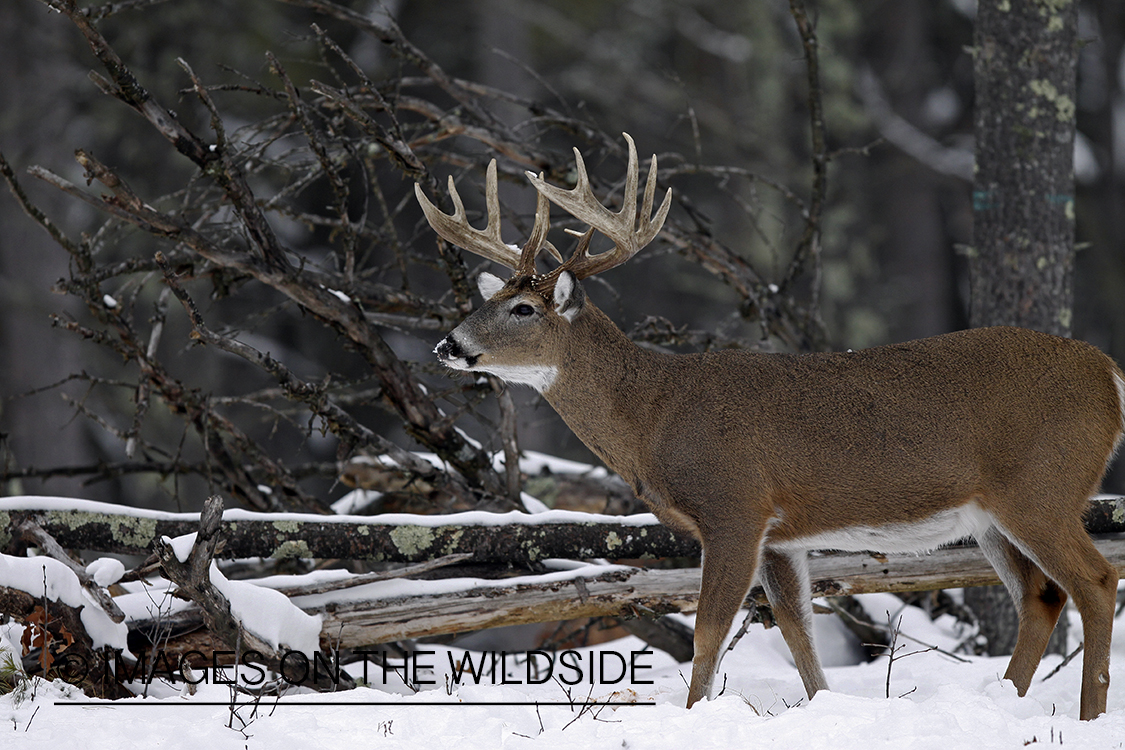 White-tailed buck in habitat.