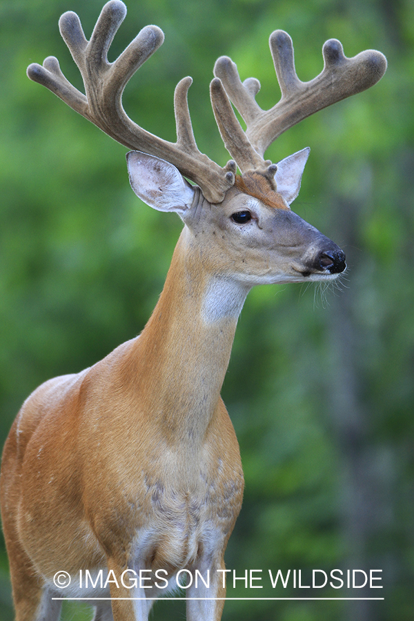 Summer Deer in Velvet