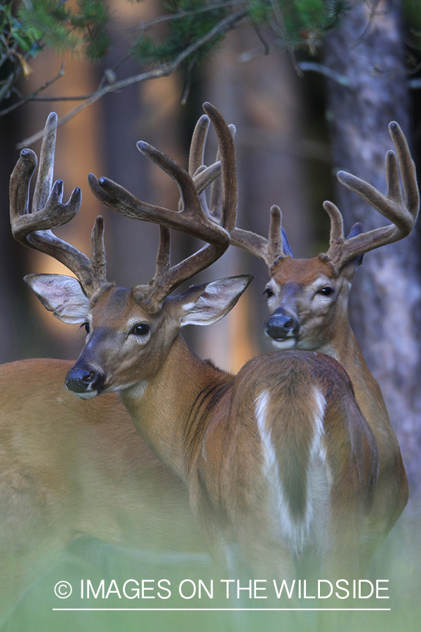 White-tailed deer in velvet