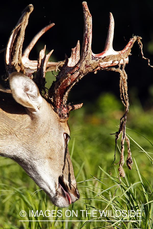 White-tailed buck in velvet 