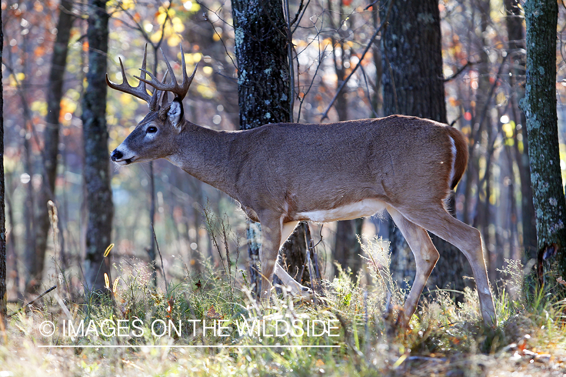 White-tailed buck in habitat. *