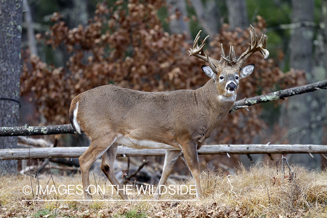 White-tailed buck in habitat. 