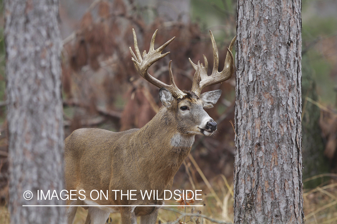 White-tailed buck in habitat. 