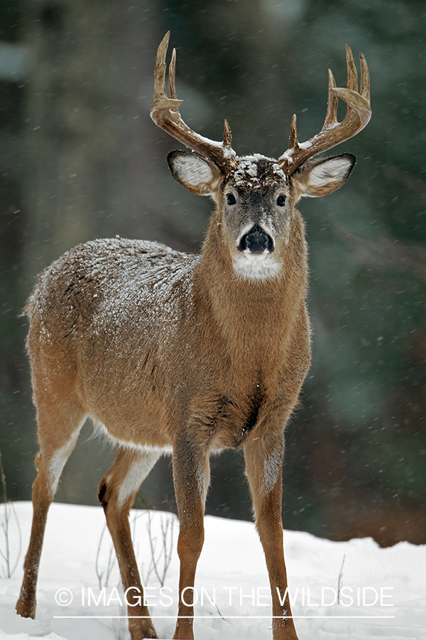 White-tailed buck in habitat. *