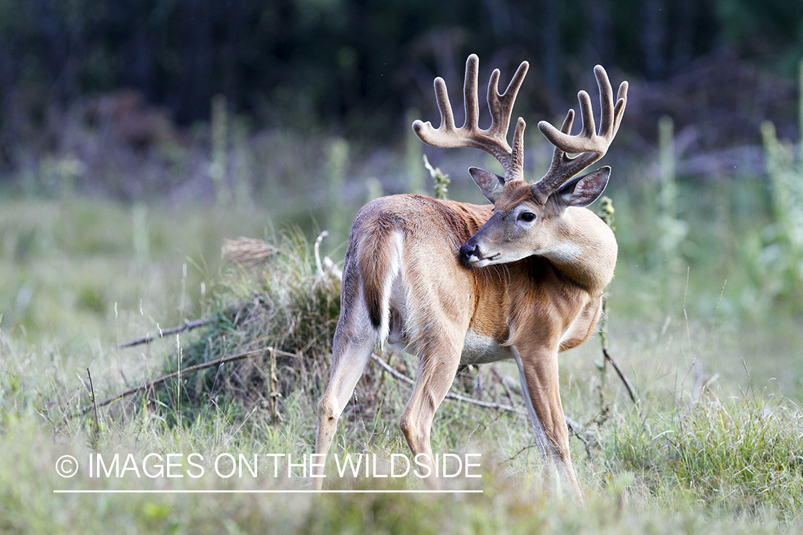 White-tailed buck in velvet.  