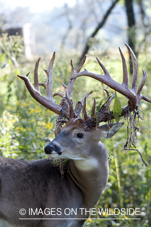 White-tailed buck shedding velvet. 