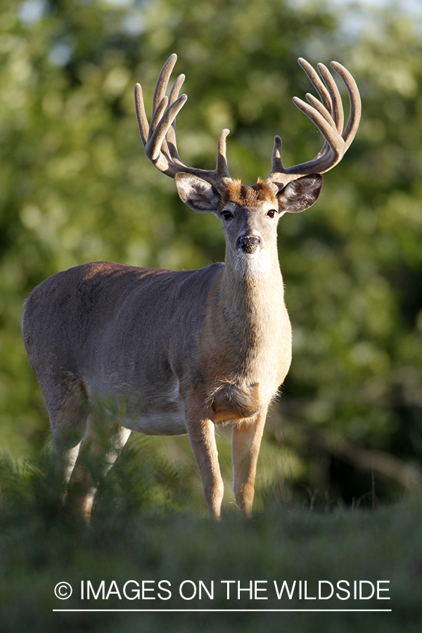 White-tailed buck in velvet.  