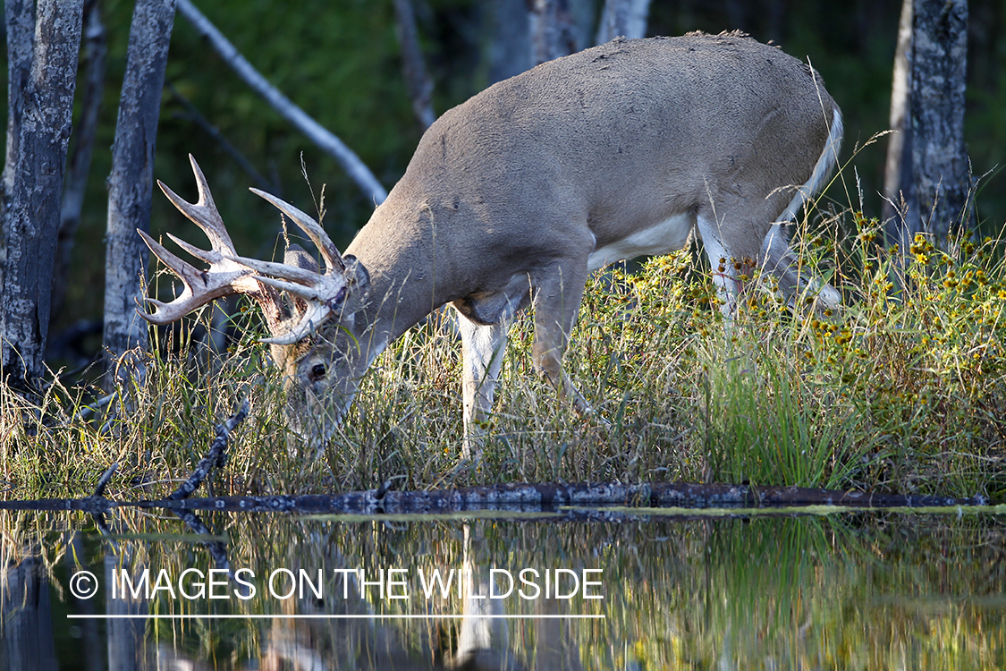 White-tailed buck drinking from creek. 