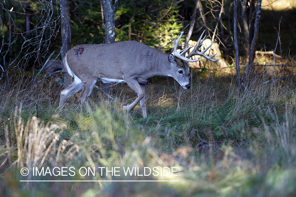 White-tailed buck with wound from fight. 