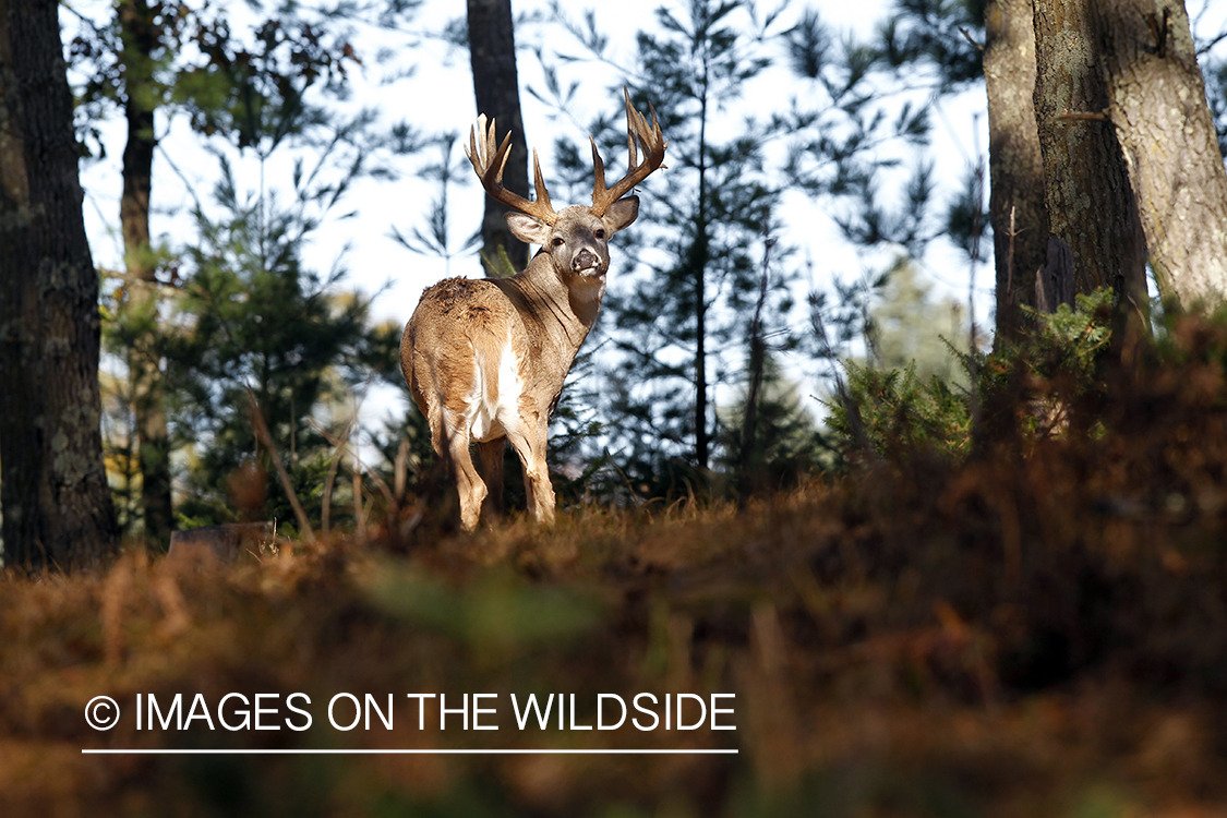 White-tailed buck in habitat.  