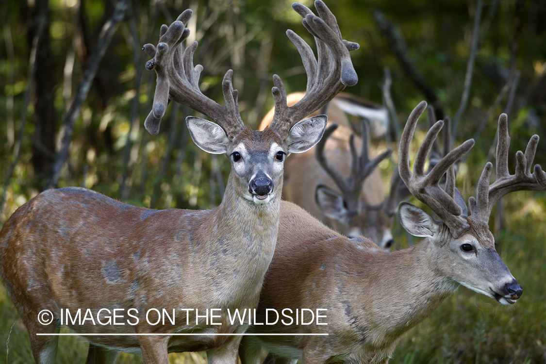 White-tailed bucks in velvet.