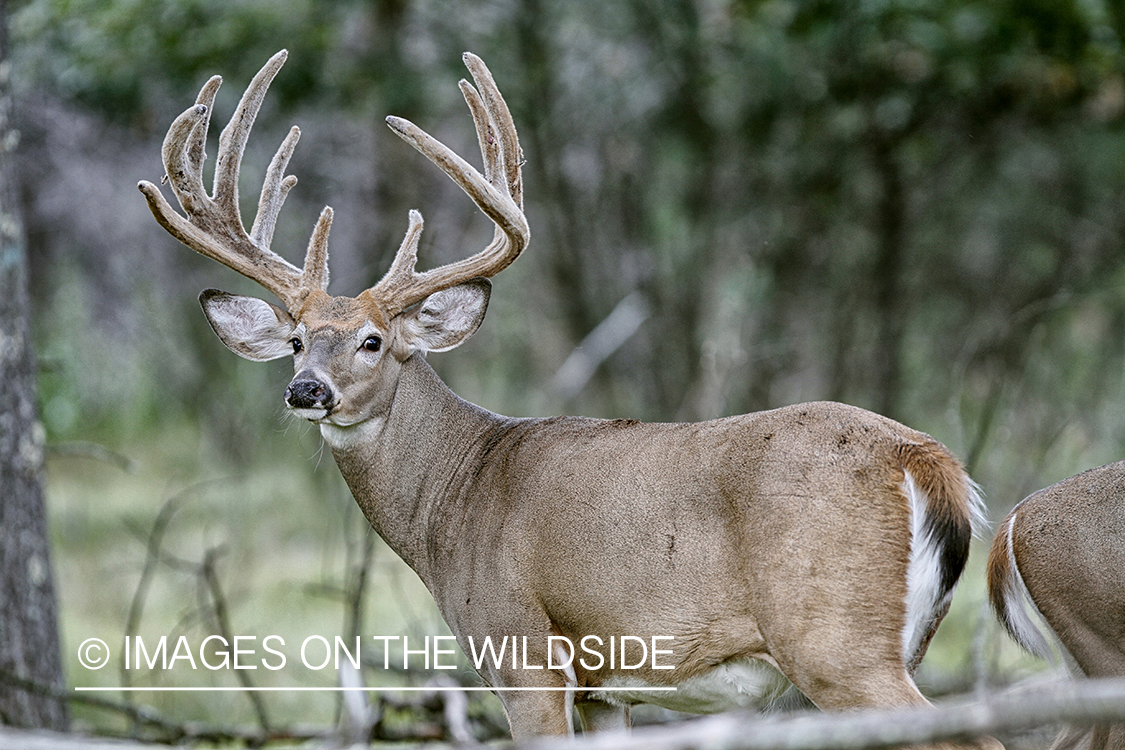 White-tailed buck in habitat.