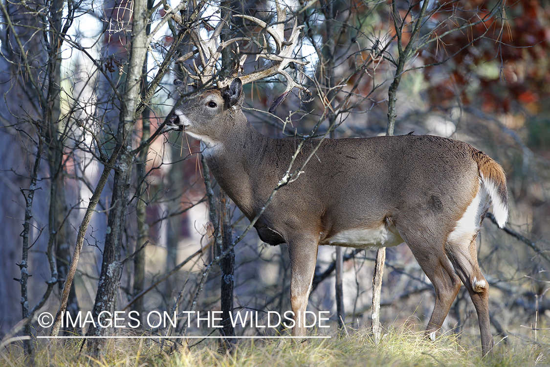 White-tailed buck in habitat.