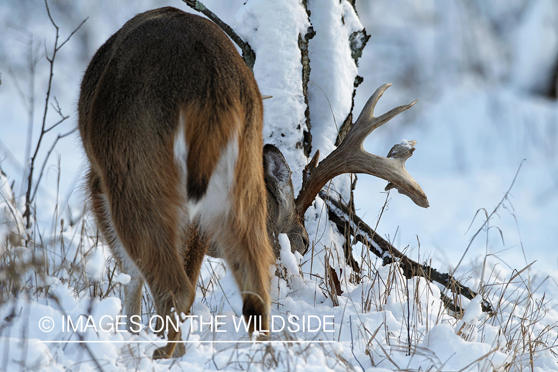 White-tailed buck in winter habitat.