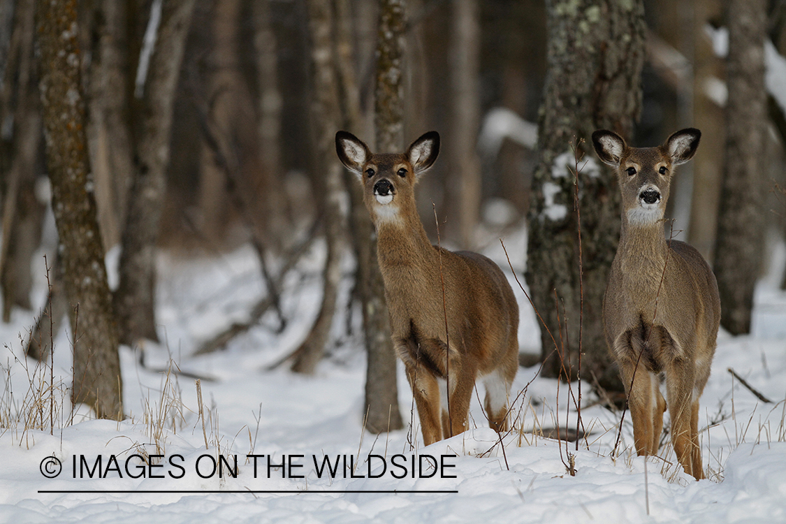 White-tailed does in winter habitat.